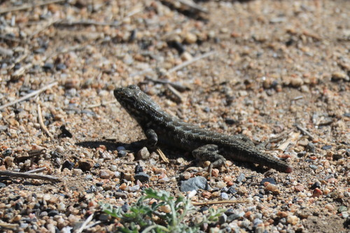 iNaturalist observation photo of Spiny Lizards