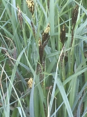 Carex riparia