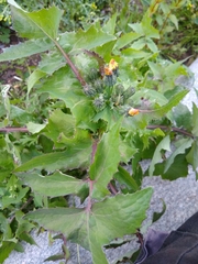Sonchus oleraceus