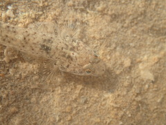 Favonigobius
