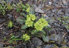 Chrysosplenium macrostemon