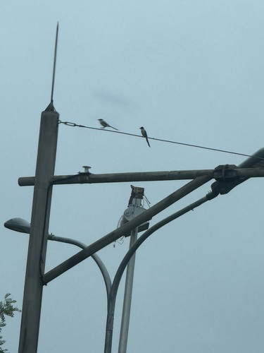 Azure-winged Magpie