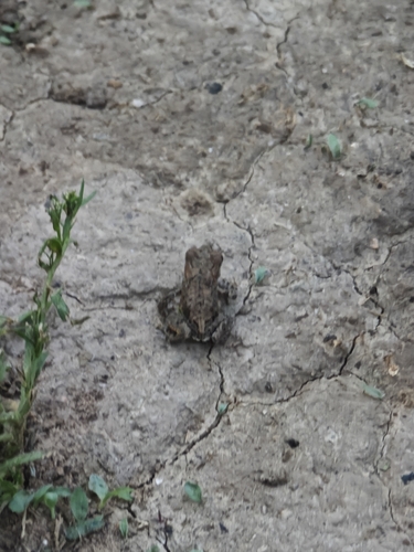 Asiatic Toad
