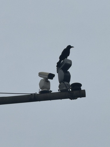 Large-billed Crow