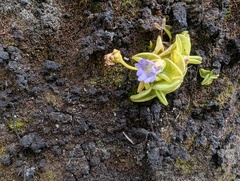 Pinguicula calyptrata