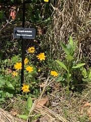 Coreopsis auriculata