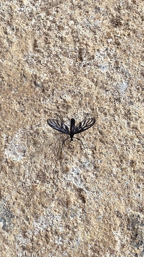 Plecia plagiata