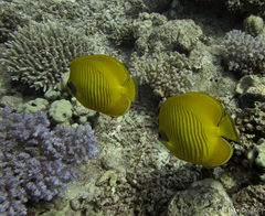 Chaetodon semilarvatus