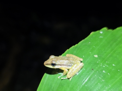 Almirante Robber Frog, Craugastor talamancae