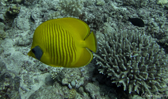 Chaetodon semilarvatus