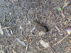 Marmota