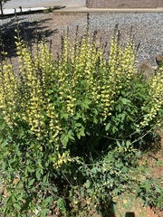 Baptisia sphaerocarpa
