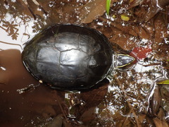 Cuora amboinensis kamaroma