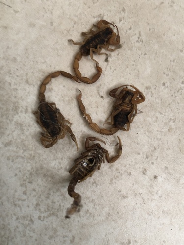 Striped bark scorpion