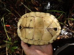 Cuora amboinensis kamaroma