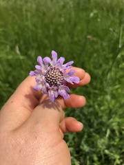 Sixalix atropurpurea