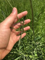 Sixalix atropurpurea