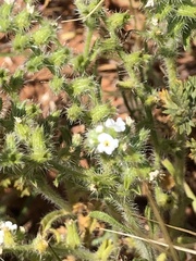 Cryptantha crassisepala crassisepala