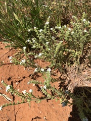 Cryptantha crassisepala crassisepala