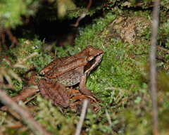 Lithobates sylvaticus image