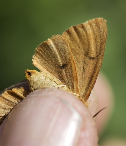Wandering Tiger Moth photo 3
