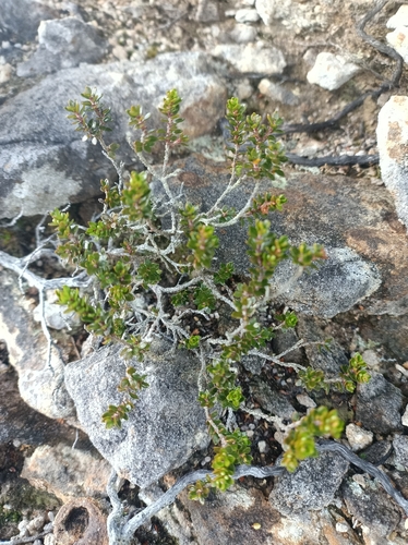 Epacris alpina observed 2026-06-09