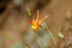 Aquilegia elegantula