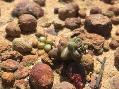 Dudleya brevifolia