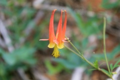 Aquilegia elegantula