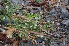 Stellaria sessiliflora