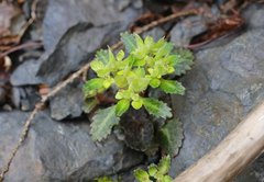 Chrysosplenium macrostemon