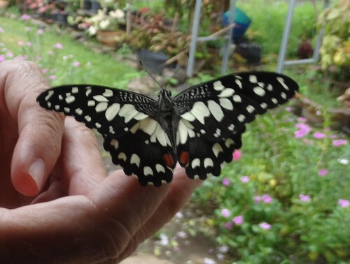 Lime Swallowtail