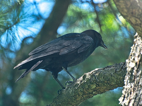 American Crow