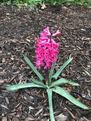 Hyacinthus