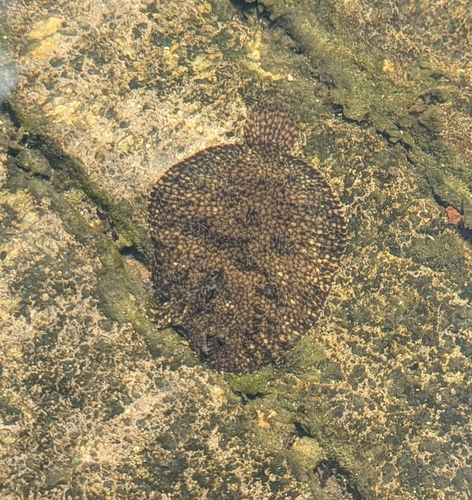 Scrawled sole (Trinectes inscriptus) — Achiridae — 3