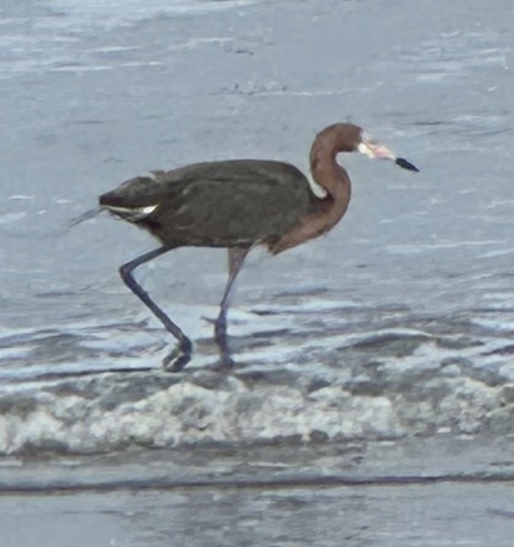 Reddish Egret