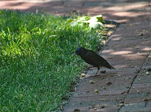 European Starling