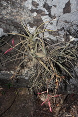 Tillandsia lorentziana