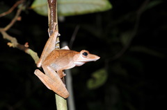 Polypedates colletti