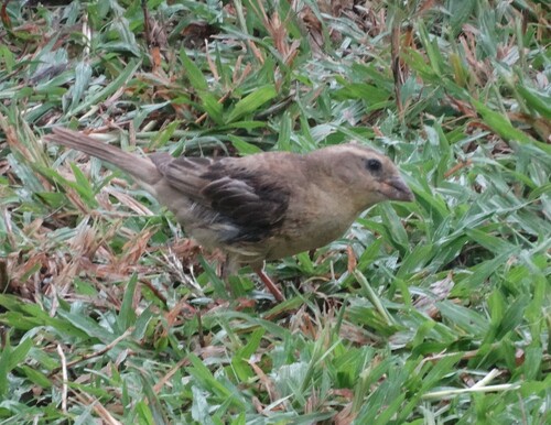 Plain-backed Sparrow