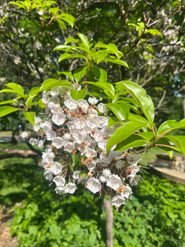Mountain Laurel