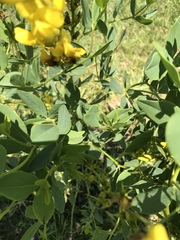 Baptisia sphaerocarpa