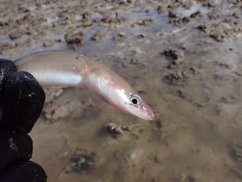 Conger cinereus observed 2026-06-13