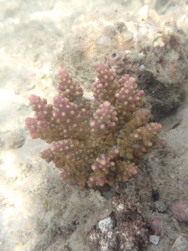 Acropora secale observed 2026-06-13
