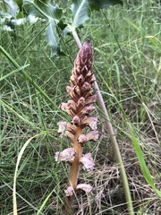 Orobanche amethystea