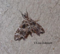 Sisyracera inabsconsalis