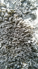 Phaeophyscia sciastra