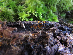 Arachnopeziza aurelia