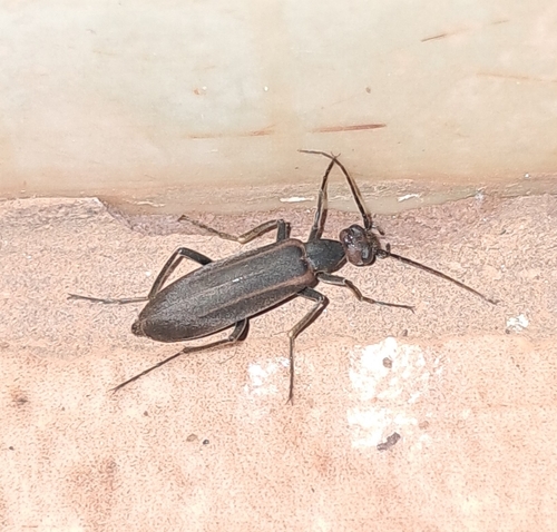 Epicauta grammica
