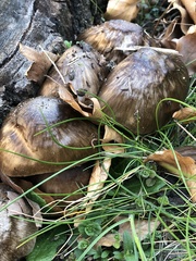Fungi